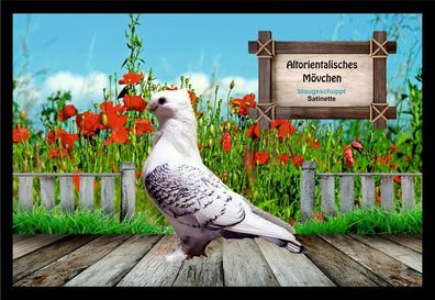 Fußmatte Schmutzfangmatte Tauben Altorientalisches Mövchen blaugesch. Sat. F1199