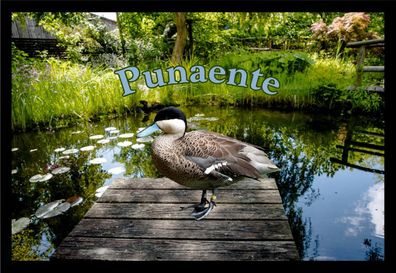 Fußmatte Schmutzfangmatte Wassergeflügel Punaente F1149 75x50 cm