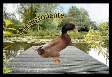 Fußmatte Schmutzfangmatte Wassergeflügel Orpingtonente F1111 60x40 cm