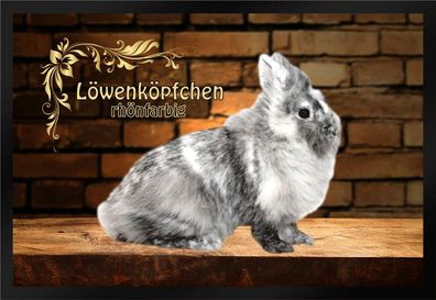 Fußmatte Schmutzfangmatte Kaninchen Löwenköpfchen rhönfarbig F985 60x40 cm