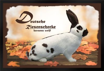 Fußmatte Schmutzfangmatte Kaninchen Dt. Riesenschecke havanna weiß F868 60x40 cm