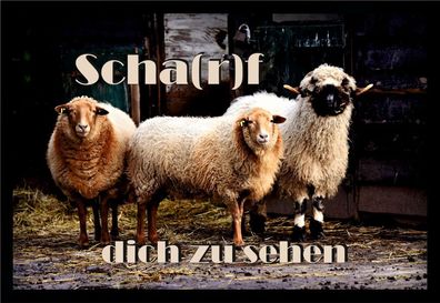 Fußmatte Schmutzfangmatte Scha(r)f dich zu sehen F820 75x50 cm