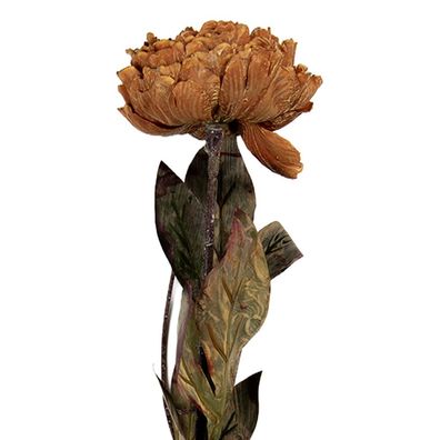Clayre & Eef Kunstblume 10x10x65 cm Braun Kunststoff (Gr. 10x10x65 cm)