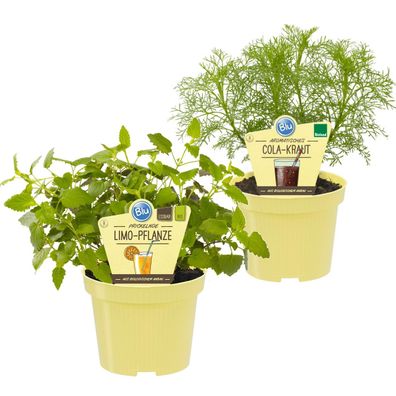 Limonadenkräuter-Duo 1x Cola-Kraut + 1x Limonadenkraut in BIO-Qualität Kräuterpfla