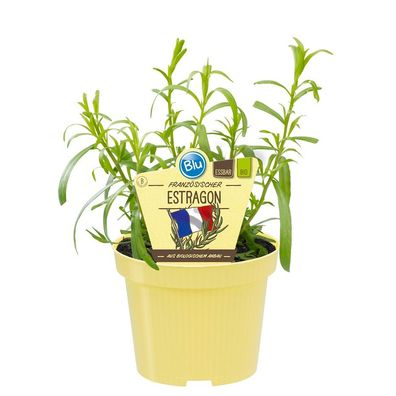 Französischer Estragon in BIO-Qualität - Artemisia dracunculus - Kräuterpflanze