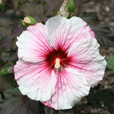 XXL Staudenhibiskus Copper Queen Hibiscus moscheutos winterhart mehrjaehrig