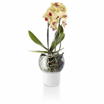 Vase à Orchidees Eva Solo en Verre Givré de 15 cm : Élégance et Nature