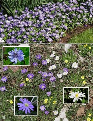 Blumenzwiebeln Buschwindrose Rosen mehrjährig winterharte Frühblüher für den Schatten