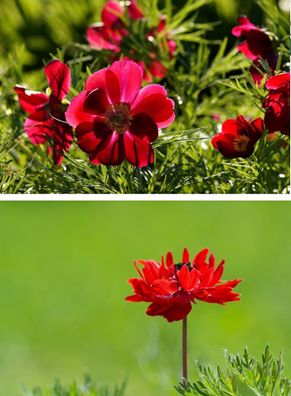 rote Buschwindrose Blumenzwiebeln Rosen mehrjährige Pflanzen für den Schatten Garten