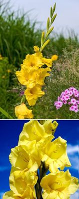 Zwiebeln gelbe Riesen-Gladiole Zwiebel Blumenzwiebeln winterhart duftend