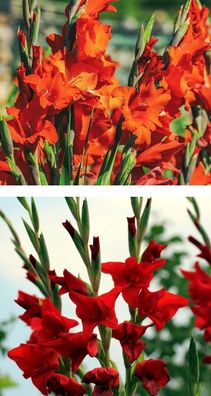 Zwiebeln rote Riesen-Gladiole Zwiebel Blumenzwiebeln winterhart duftend