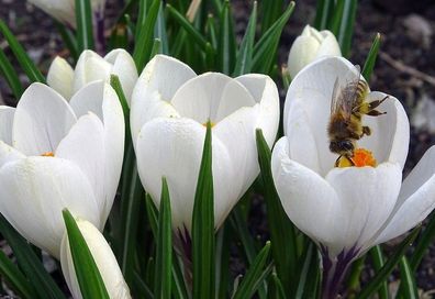 Schneekrokusse weiss Krokusse Krokus Blumenzwiebeln winterhart Lieferbar