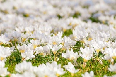 Weißer Krokus winterharte mehrjährige Blumenzwiebeln Frühblüher Sommerblüher Schatten