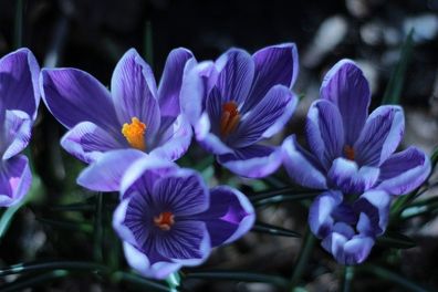 Krokus geflammt Blumenzwiebeln winterharte mehrjährige Sommerblüher Frühblüher Garten