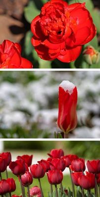 rote Tulpen Tulpenzwiebeln winterharte duftende mehrjährige Pflanzen Schnittblumen