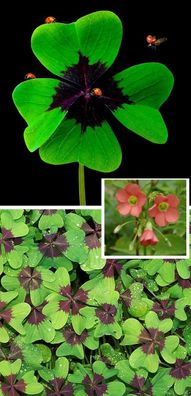 Glücksklee Blumenzwiebeln mehrjährige winterharte Garten - Pflanzen für den Schatten