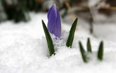Schneekrokusse lila Krokusse Krokus Blumenzwiebeln winterhart Lieferbar Duftkräuter