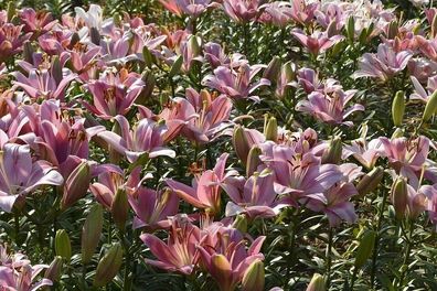 10 Rosenlilien Blumenzwiebeln zum selber Befüllen des Nikolausstiefel Adventskalender