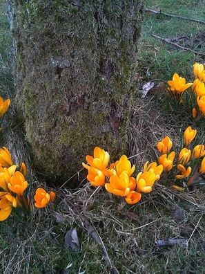 Schneekrokusse orange Krokusse Krokus Blumenzwiebeln winterhart Deko für den Garten