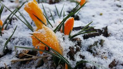 Crocus orange Krokuszwiebeln mehrjährige winterharte Pflanzen Garten Schnittblumen