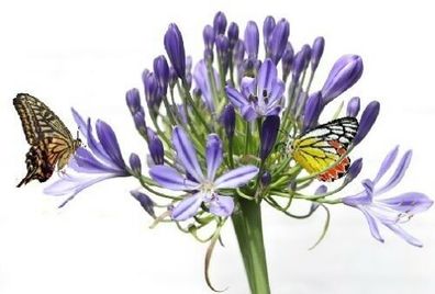 Regenlilien Blumenzwiebeln Geschenke zum wichteln Wichteln Zubehör Kindergeschenke