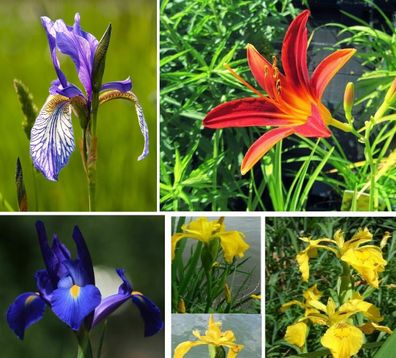 Sumpfiris Blumenzwiebeln Herbstdeko Winterdeko Deko Herbst Winter Adventszeit Blumen