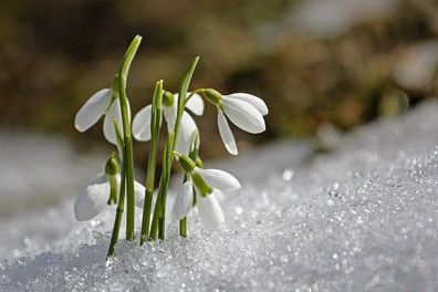 Schneeglöckchen Galanthus Blumenzwiebeln Frühblüher Blumen für Hecken Pflanzen Deko
