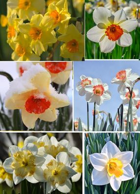 Narzissen-Mix Blumenzwiebeln Kleinigkeiten zum Befüllen des Adventskalender Wichteln