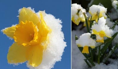 Gelbe Narzissen Blumenzwiebeln Außendeko Herbstdeko Winterdeko Weihnachtsdekoration