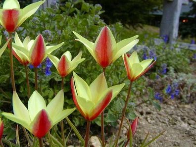 Wild-Tulpen rot gelb Blumenzwiebeln Geschenk zum wichteln Kindergeschenk Fensterdeko