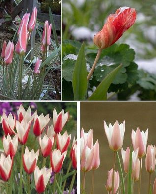 Wildtulpen Blumenzwiebeln Geschenke zum Wichteln Nikolaus für Kinder Frauen Männer