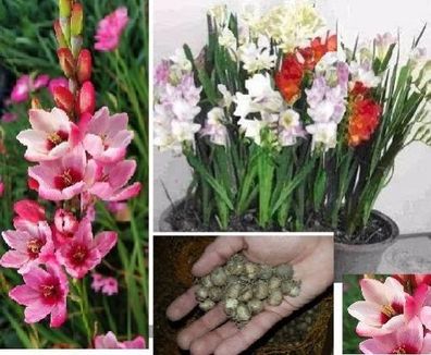 Zwerg-Gladiolen Blumenzwiebeln Deko Dekoration Nikolaus Herbst Winter Weihnachtszeit