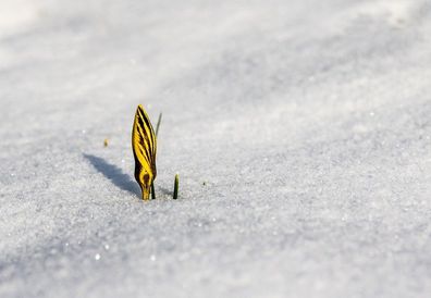 Krokusse Eierkrokus Blumenzwiebeln schnellwüchsige Blumen Hecken Pflanzen Deko Crocus