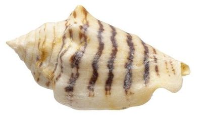 Strombus fasciatus 47mm