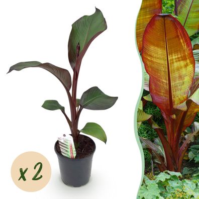 Obstpflanze - Bananenpflanze - Ensete ventricosum Maurelli - Winterhart - 2 Pflanz