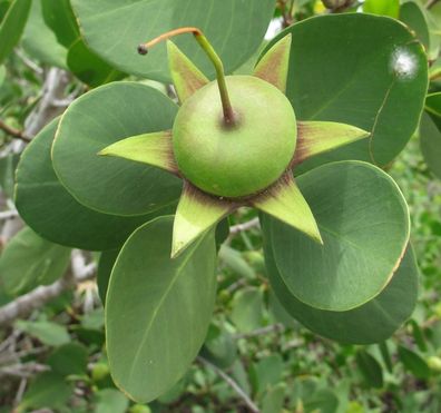 Apfel Mangrove - Weisse Mangrove - Sonneratia alba 10+ Samen Gx 187