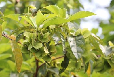 TINNOK-BAUM - Philippinische Mandel - Terminalia calamansanai 5+ Samen Gx 188