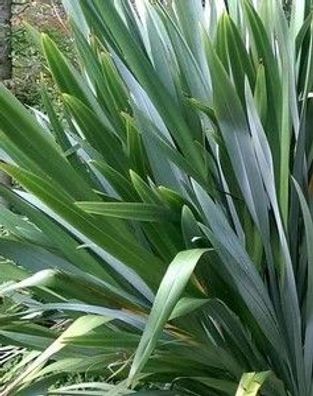 Neuseeländer-Flachs - Phormium tenax 10+ Samen E 391