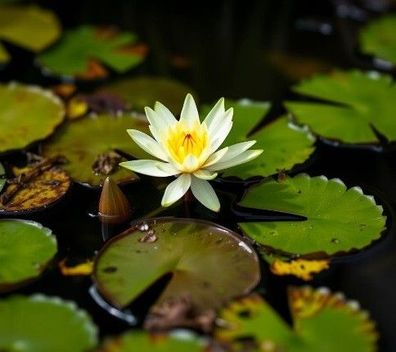 winterharte Zwergseerose gelb Seerose winterharte Teichpflanzen Pflanzen Aquarium