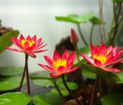 winterharte Zwergseerose rot Seerose winterharte Teichpflanzen Pflanzen Aquarium