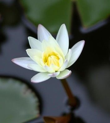 winterharte Zwergseerose weiss Seerose winterharte Teichpflanzen Pflanzen Aquarium