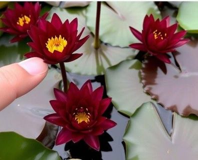 winterharte Zwergseerose dunkelrote Seerose winterharte Teichpflanze Pflanze Aquarium