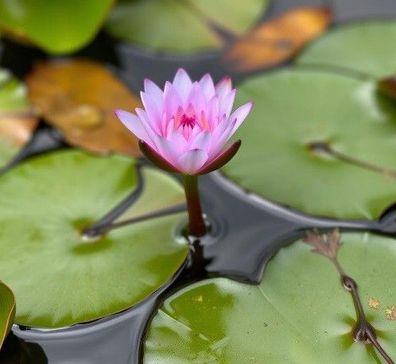 winterharte Zwergseerose lila Seerosen winterharte Teichpflanze Pflanzen für Aquarium