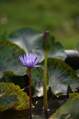 Bonsai - Seerose blau Dekoration für das Aquarium Aquariumdeko Aquariendeko Teichdeko