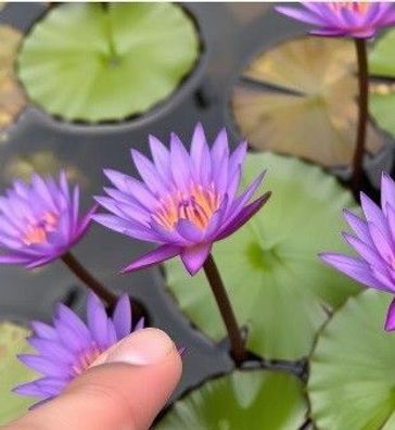 Bonsai - Seerose lila Dekoration für das Aquarium Aquariumdeko Aquariendeko Teichdeko