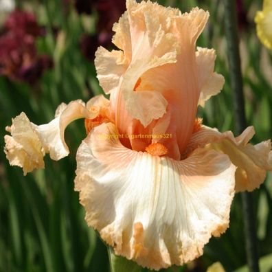 Schwertlilie Bart-Iris Tropical Magic