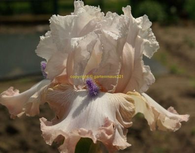 Schwertlilie Bart-Iris Power Point