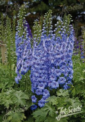 Rittersporn, blau , Delphinium Elatum New Millennium ´Blue Lace´ Staude