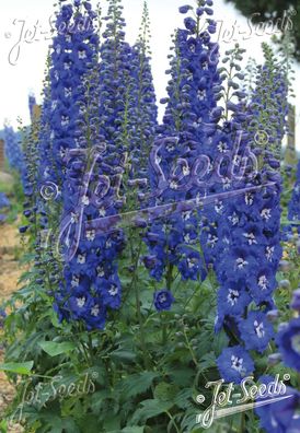 Rittersporn, blau , Delphinium Elatum New Millennium ´Cobalt Dreams´ Staude