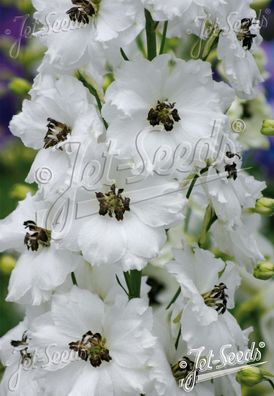 Rittersporn, weiss , Delphinium Elatum New Millennium ´Black Eyed Angels´ Staude